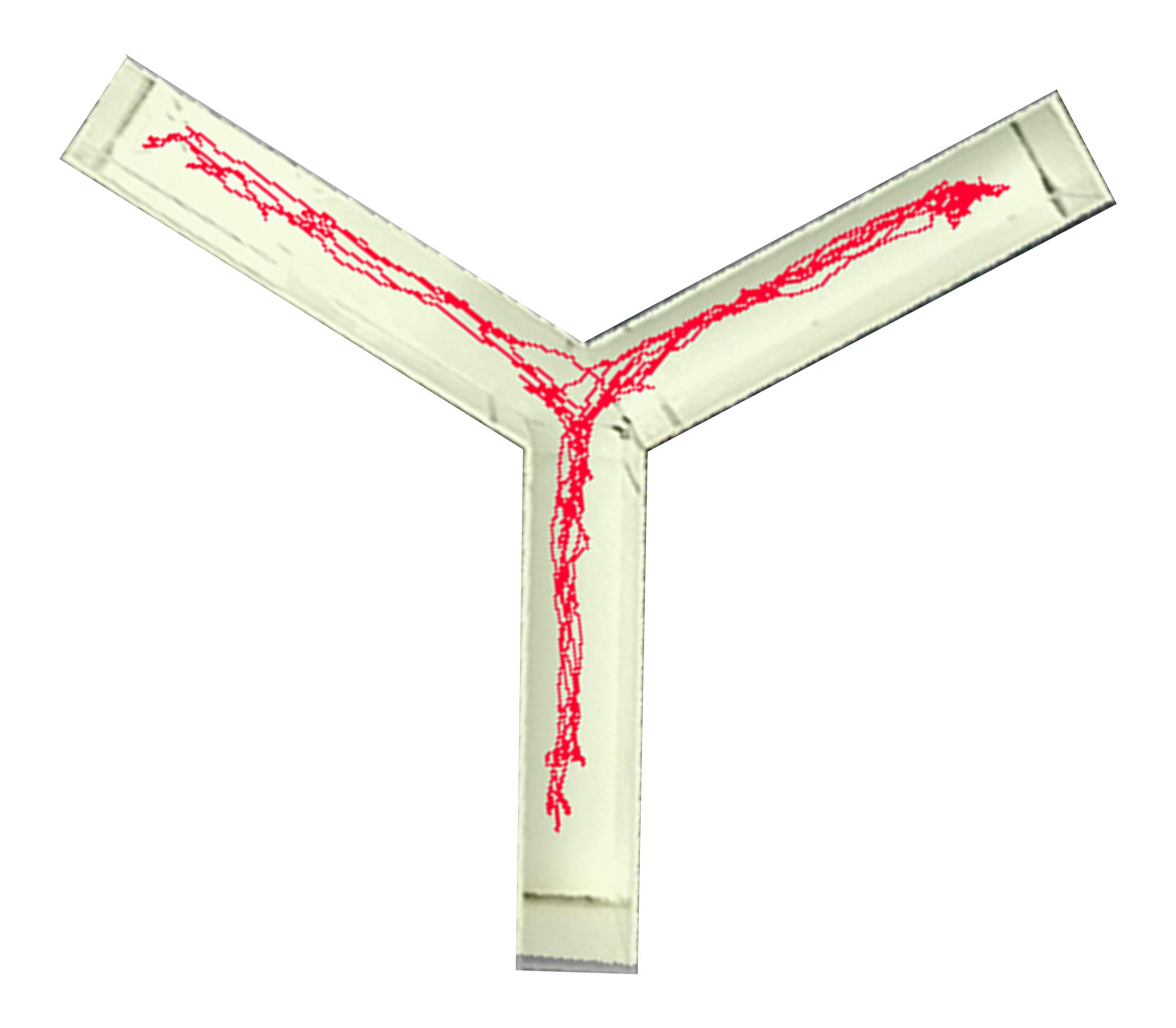 Y迷宫实验-新异臂探索实验