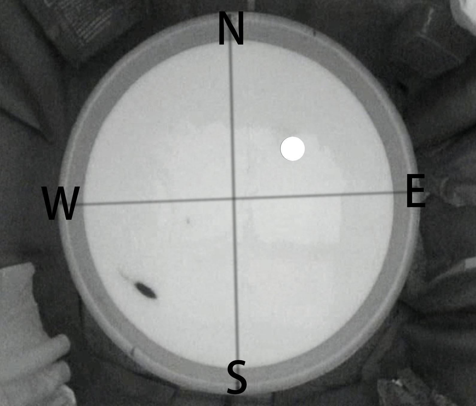 Morris 水迷宫实验 Morris water maze（MWM）