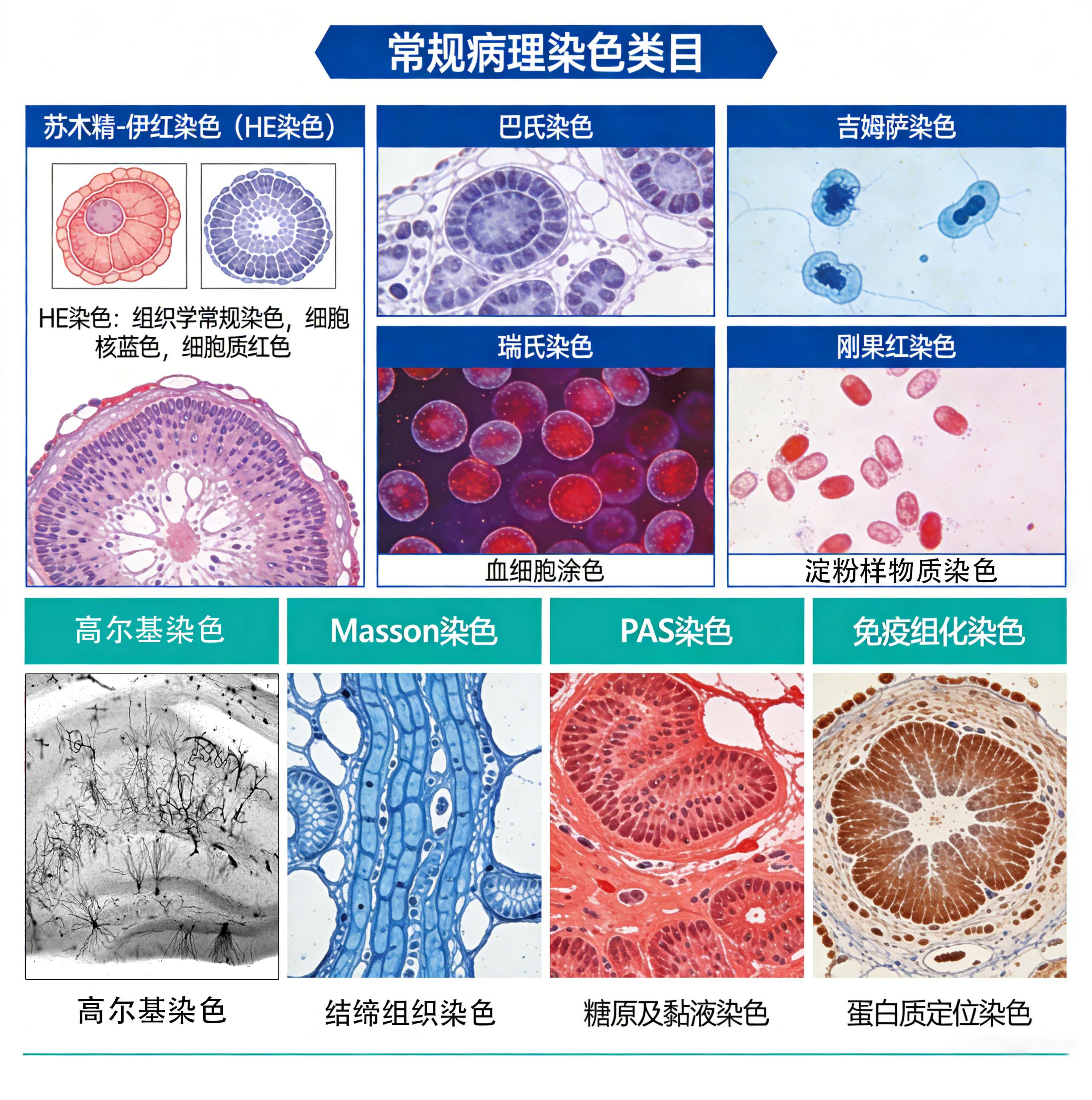 常规组织与细胞学染色