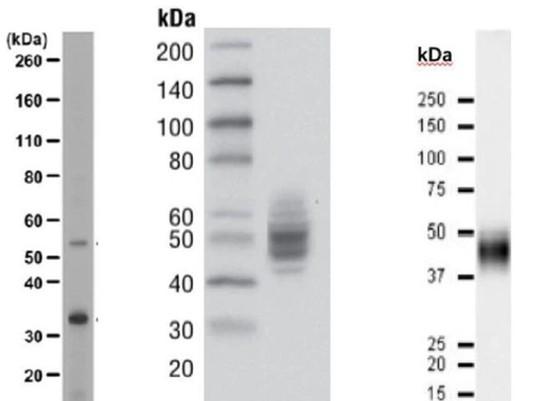 Western blot数据分析要点Western blot数据分析要点